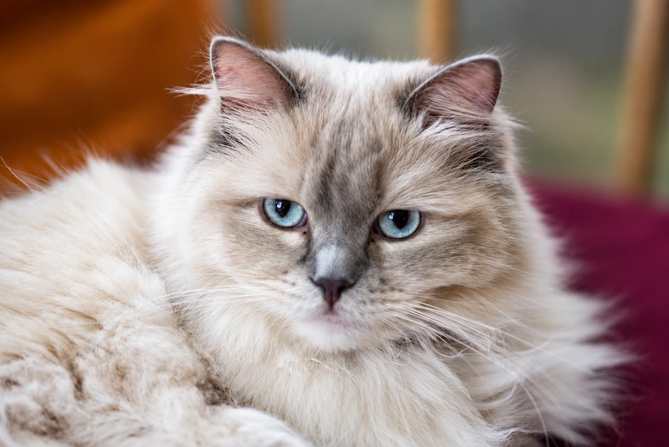 A fluffy cream and gray cat with blue eyes resting on a soft blanket