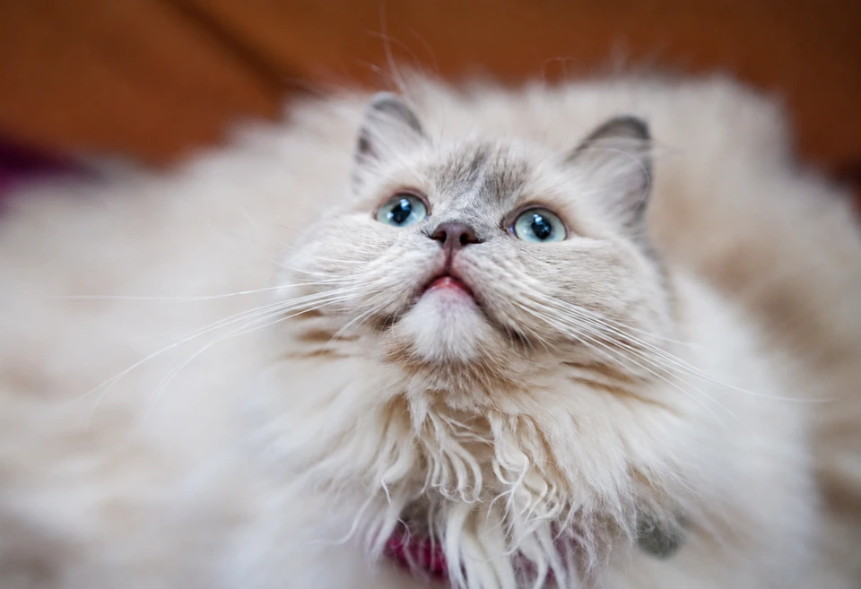 A fluffy cream and gray cat with blue eyes looking upward