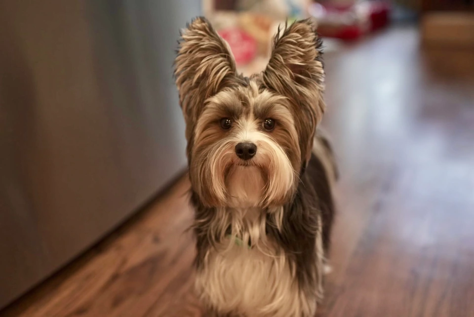 A small brown and gray terrier looking toward the camera indoors
