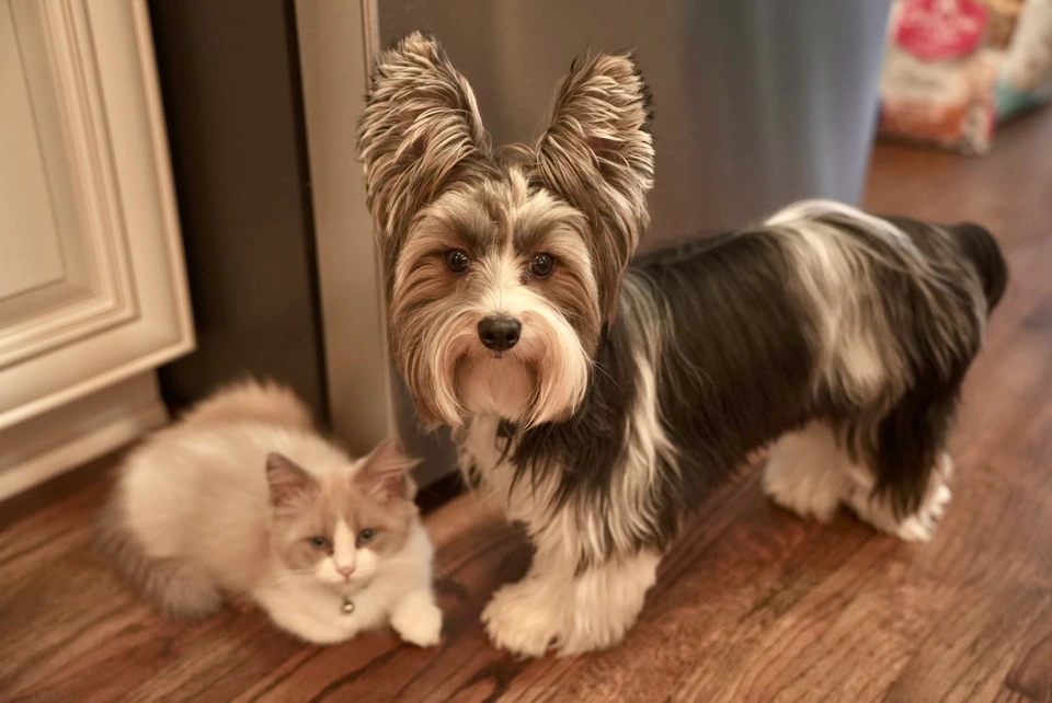 A small terrier and a fluffy cream-colored cat sitting close together indoors