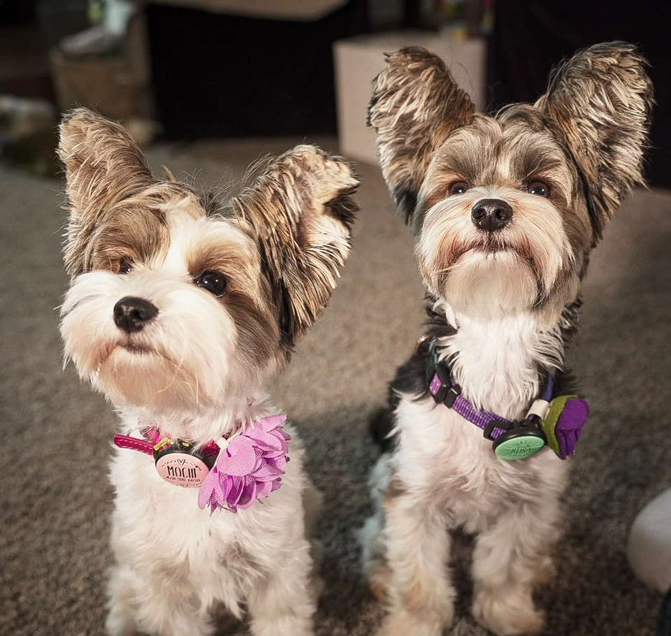 Two small terrier dogs sitting side by side indoors, wearing collars and flower accents