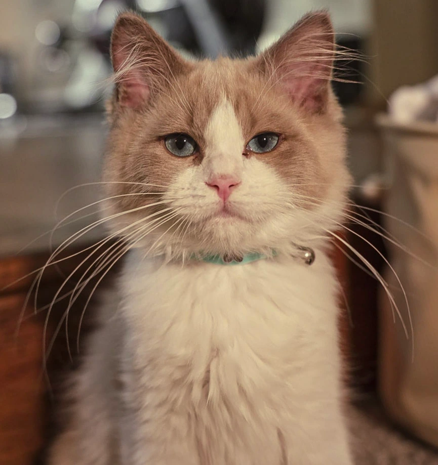 A cream and orange long-haired cat looking toward the camera indoors