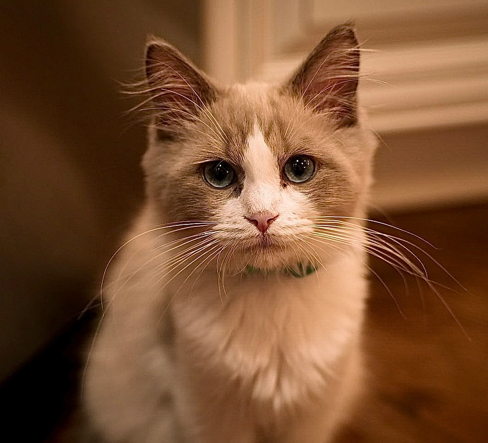 A fluffy cream and gray kitten with blue-gray eyes photographed indoors in warm light