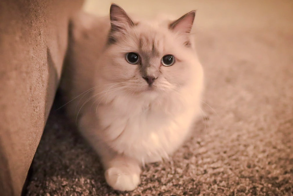 A cream-colored kitten sitting indoors on a carpet