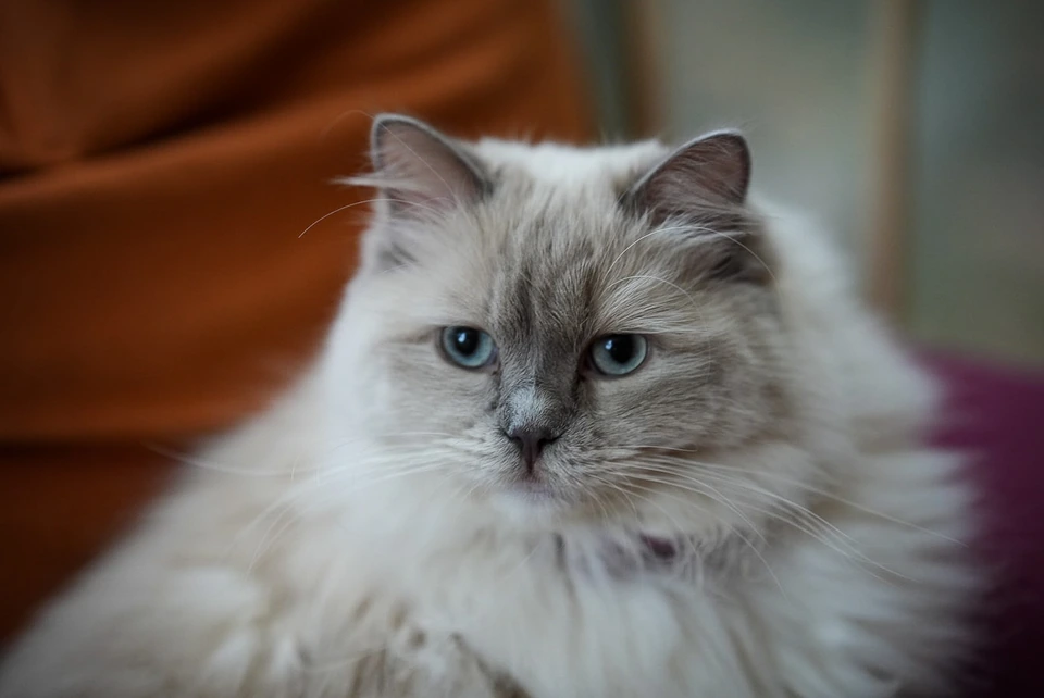 A long-haired cream and gray cat with blue eyes resting indoors