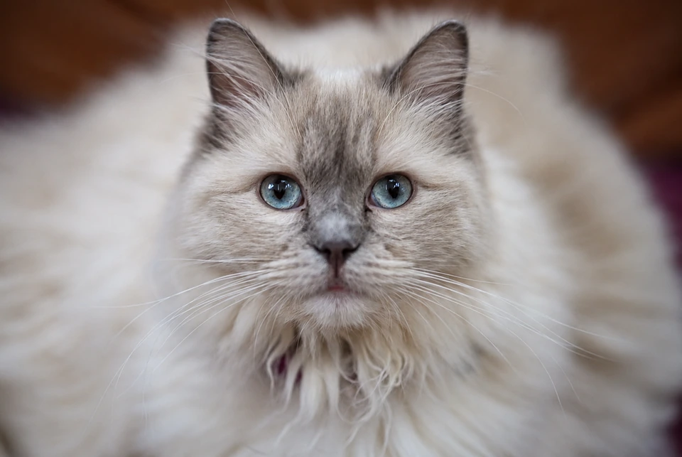 A long-haired cream-colored cat with blue eyes looking directly at the camera