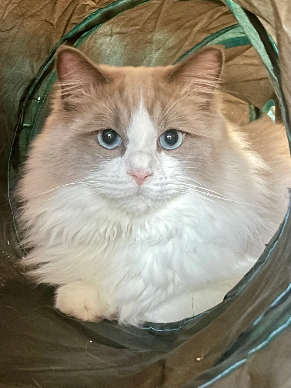 A fluffy cream and white cat with blue eyes resting inside a fabric play tunnel