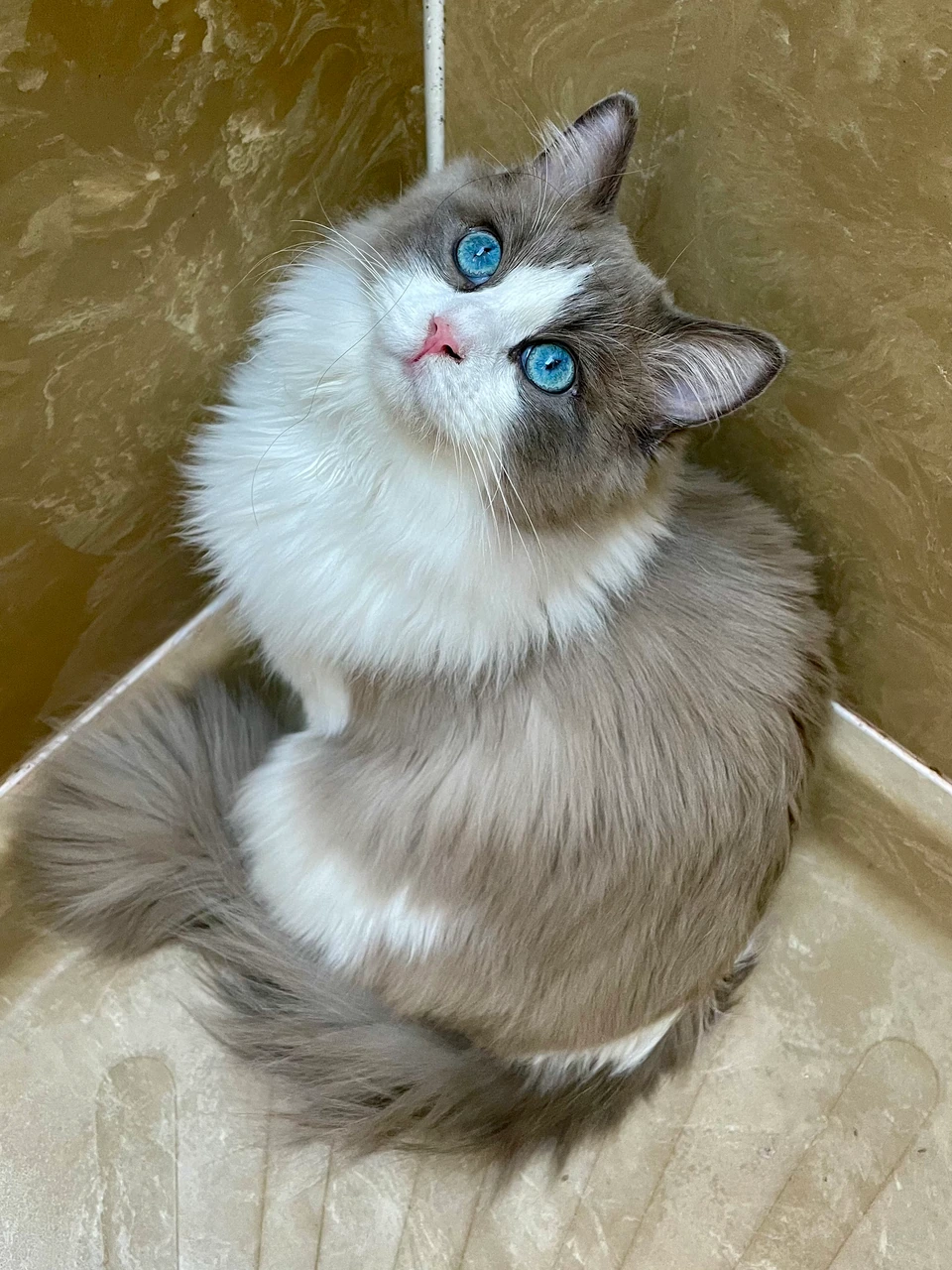 A gray and white long-haired cat with bright blue eyes sitting on a tiled floor and looking upward